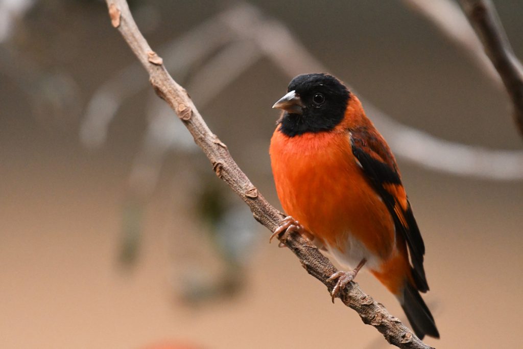 Guyana songbird project
