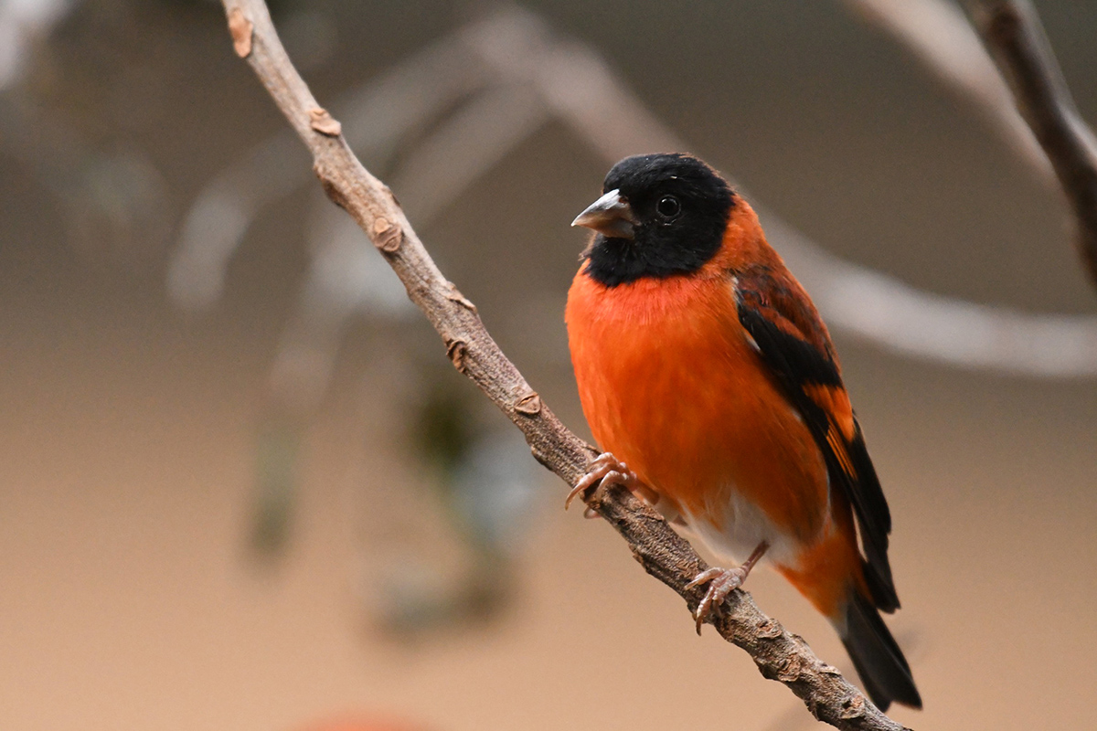 Guyana songbird project