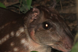 Sport hunting in Brazil: Patterns, challenges, and pathways to sustainable use