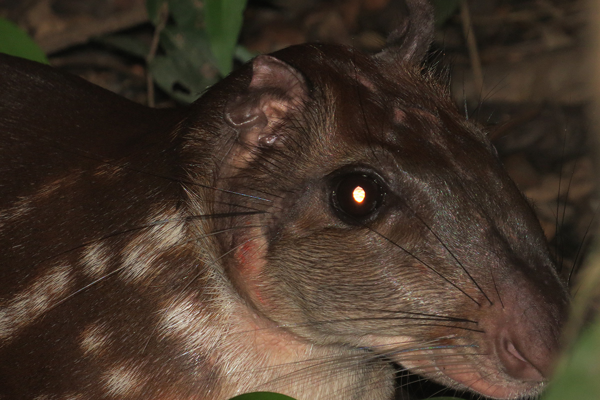 Sport hunting in Brazil: Patterns, challenges, and pathways to sustainable use