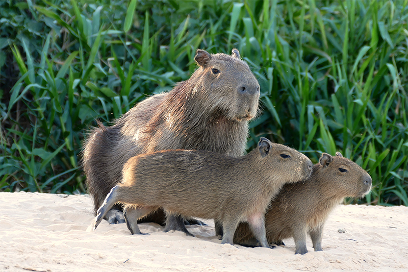 Using Facebook to expose illegal sport hunting in Brazil