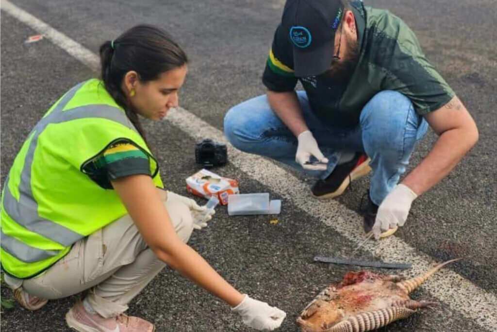 Pathobiome of wildlife in Brazil