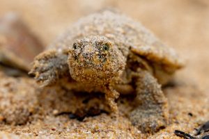 SWM Programme &ndash; Guyana