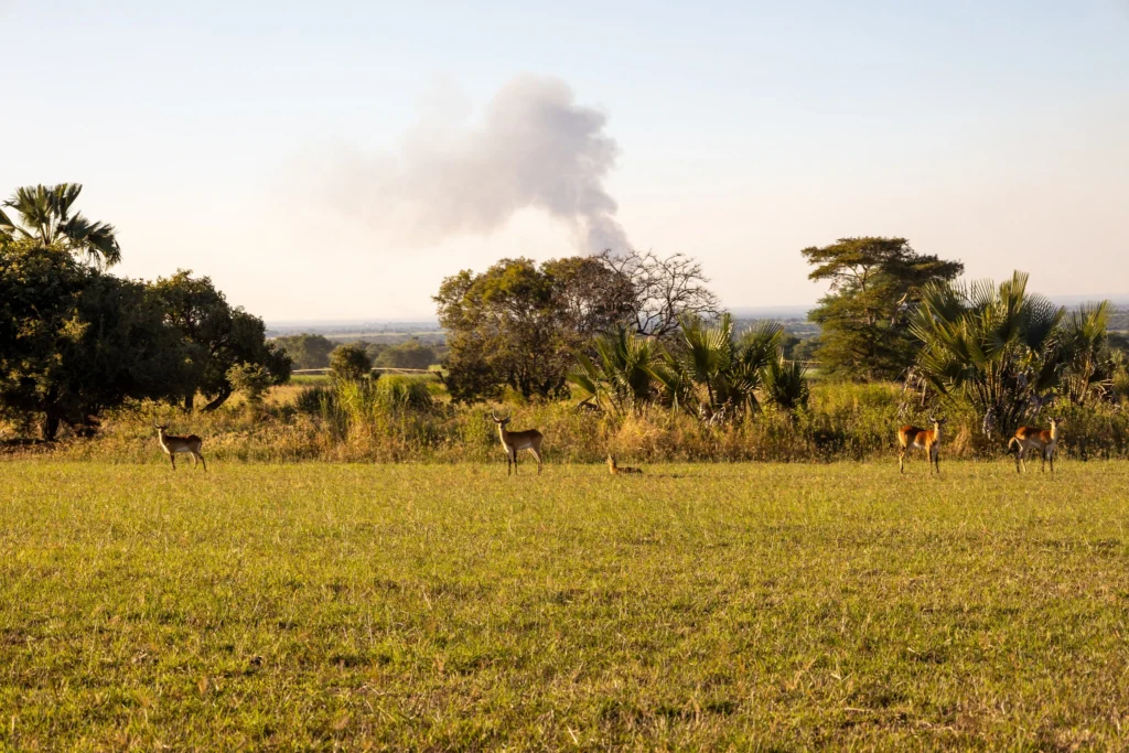 Sustainable Wildlife Management (SWM) Programme