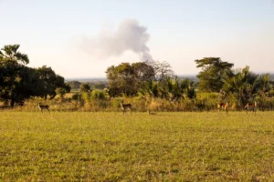 Sustainable Wildlife Management (SWM) Programme