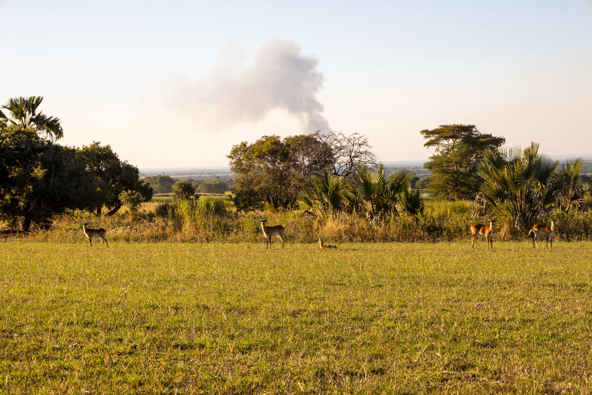 Sustainable Wildlife Management (SWM) Programme