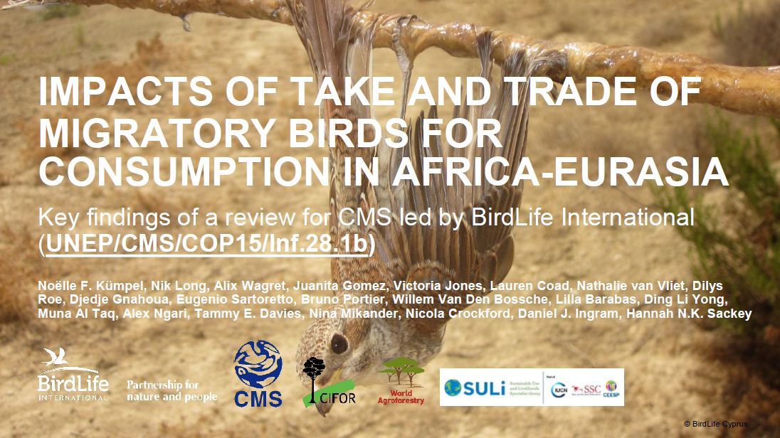 Report finds substantial trade and take of migratory bird species for consumption