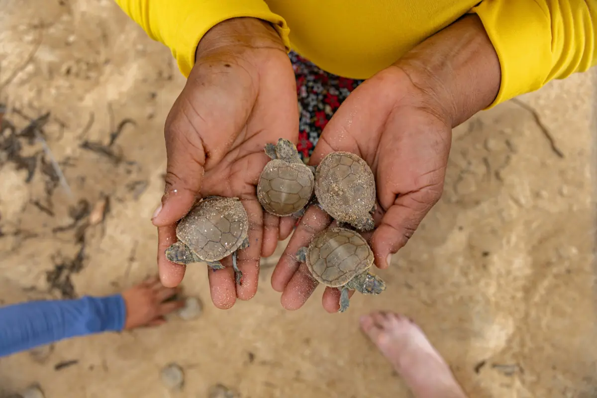 New community-based monitoring guide for freshwater turtle conservation