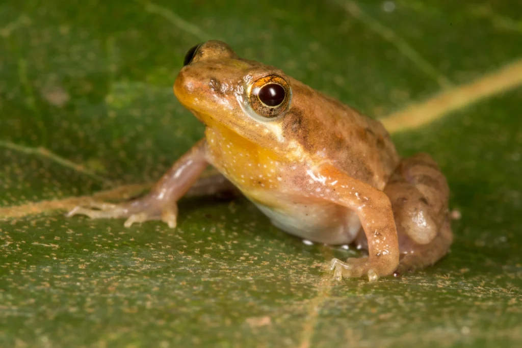 Sandra Owusu-Gwamfi talks boons and barriers in her herpetology career