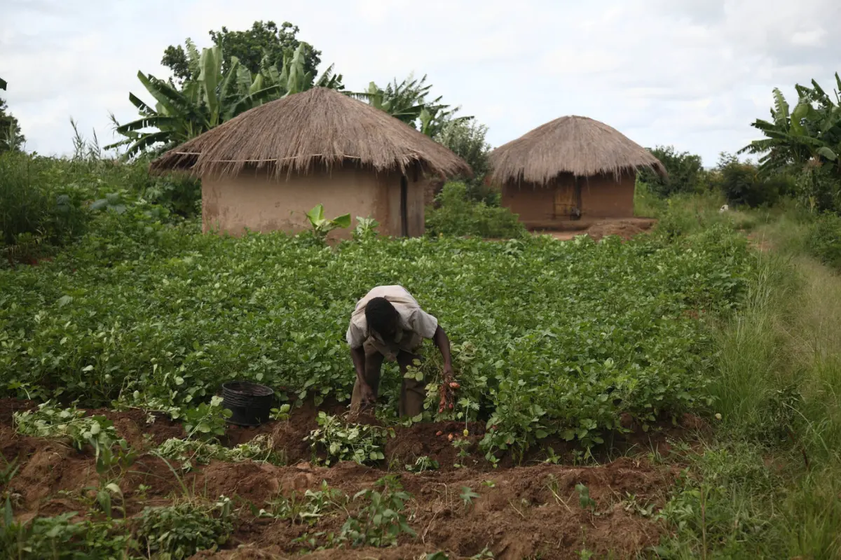 Malawi: Why conservation and food security are inseparable