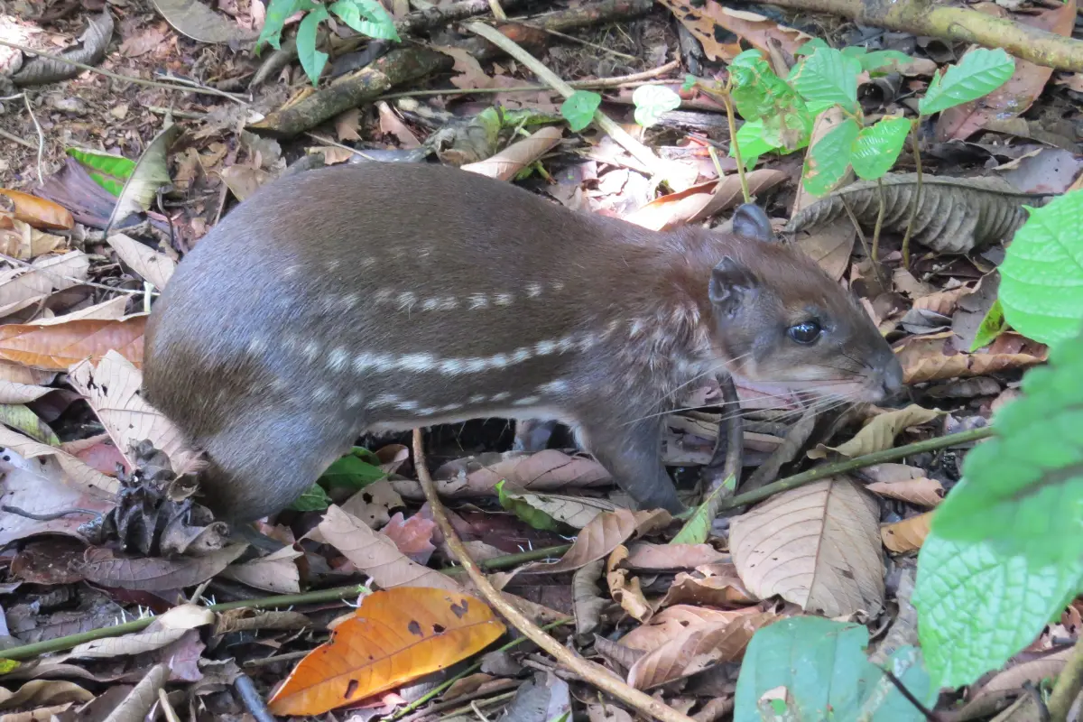 Sport hunting in Brazil: Patterns, challenges, and pathways to sustainable use