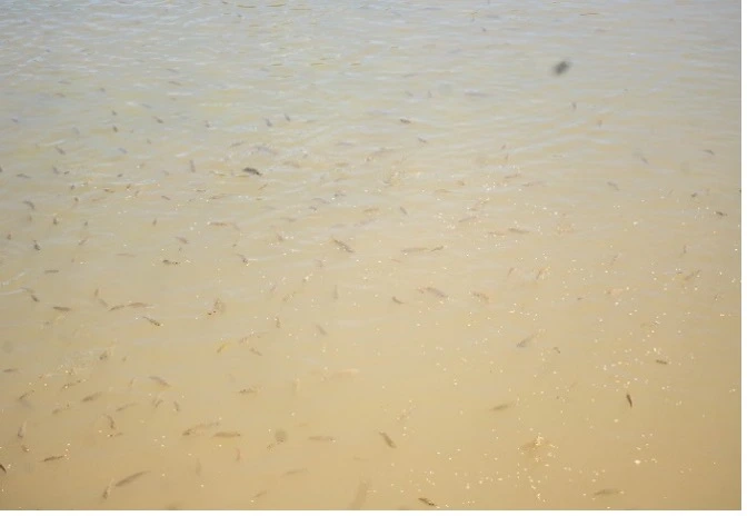 Tour of the Sianyongo Fish Farming Cooperative site. Photo: CIFOR-ICRAF/Zambia