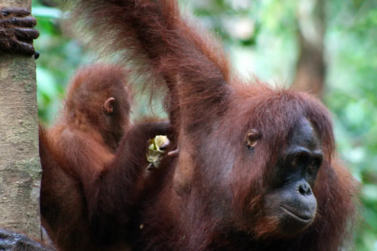Folktales are helping conserve Borneo’s orangutans