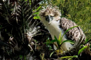 Nature’s Neighbours: Sustainable co-existence between Indigenous People and Philippine eagles