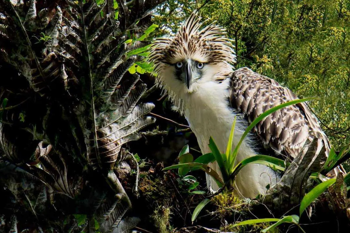 Philippine eagle in its forest habitat. Photo by Aimee Valencia