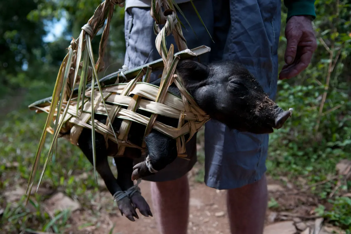 Pig for the feast, East Nusa Tenggara, Indonesia. Photo by Aulia Erlangga/Landscape Alliance