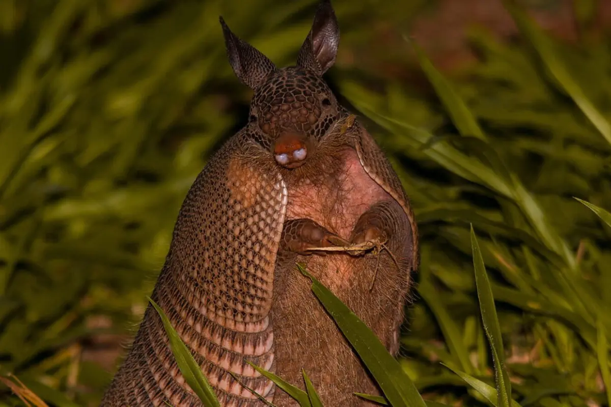 Research seeks to map the relationship between leprosy and illegal armadillo hunting in Brazil