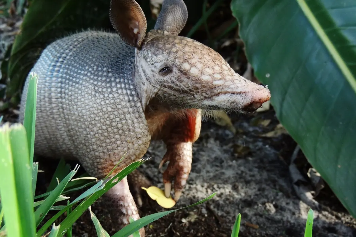 A nine-banded armadillo (Dasypus novemcinctus). Photo by Jim Mullhaupt.