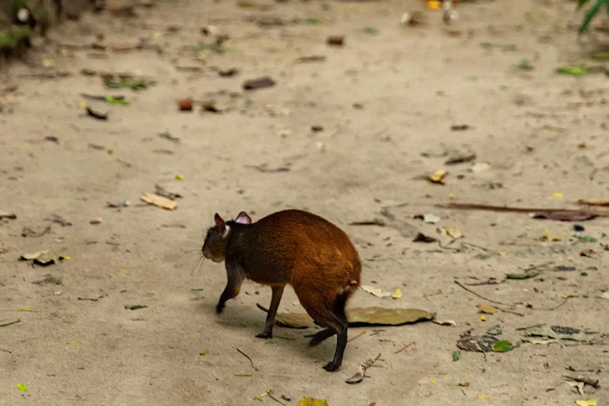 Pivotal Amazon study reveals wild meat’s vital role in food security, culture and conservation
