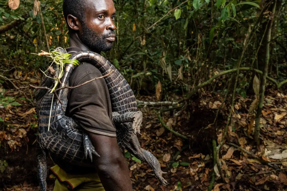 Wild animal consumption on the rise in Central Africa, study finds