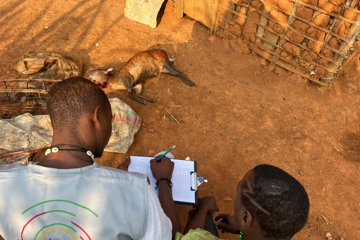 What 21 Cameroonian settlements can teach us about sustainable hunting